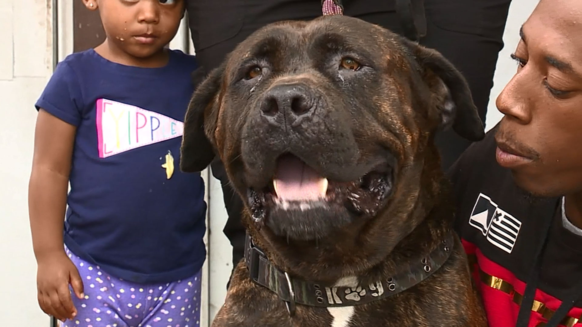 dog-shot_1530440321464.jpg