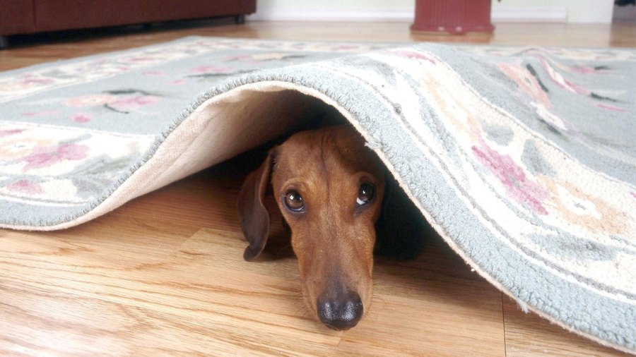 dog-under-rug_1530613411859.jpg