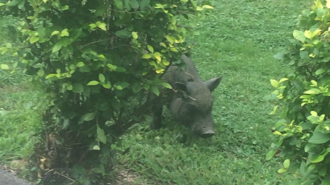 Feral pigs in Beaver Twp.