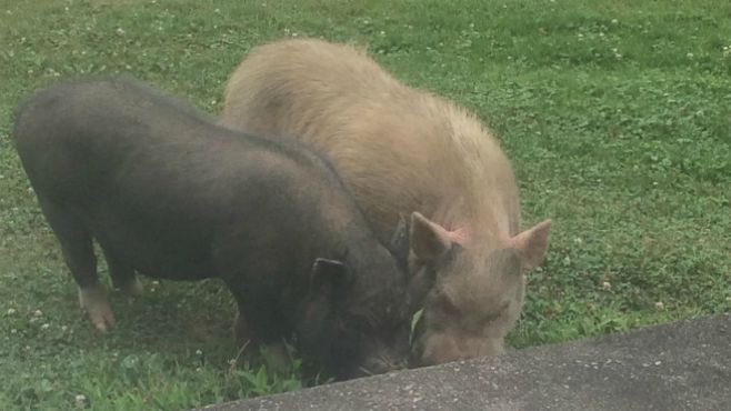 Feral pigs found in Mahoning County.