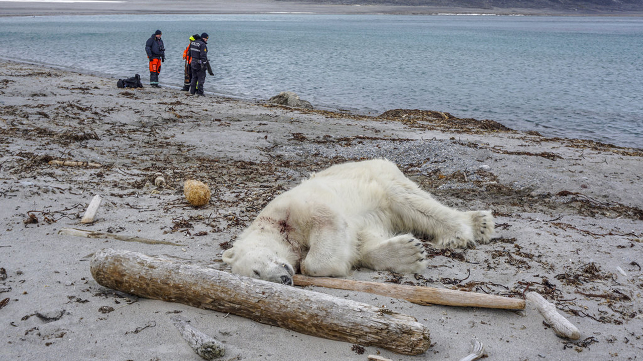 Norway-Polar Bear Attack_1532817336116