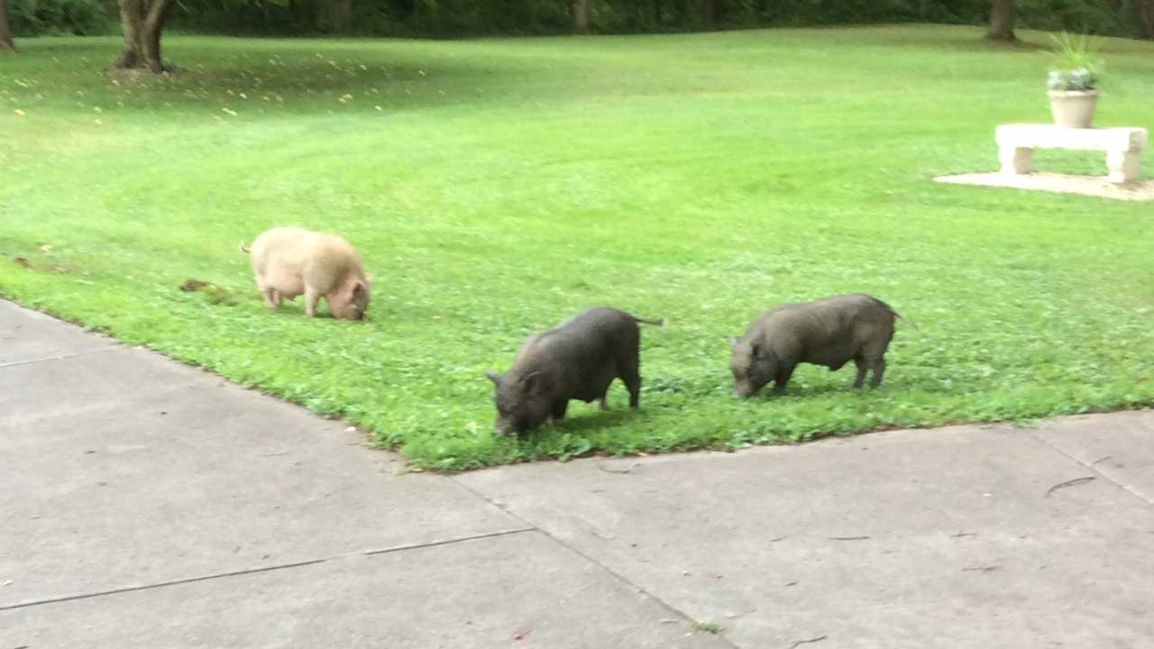 Wild pigs in Beaver Township-873777806