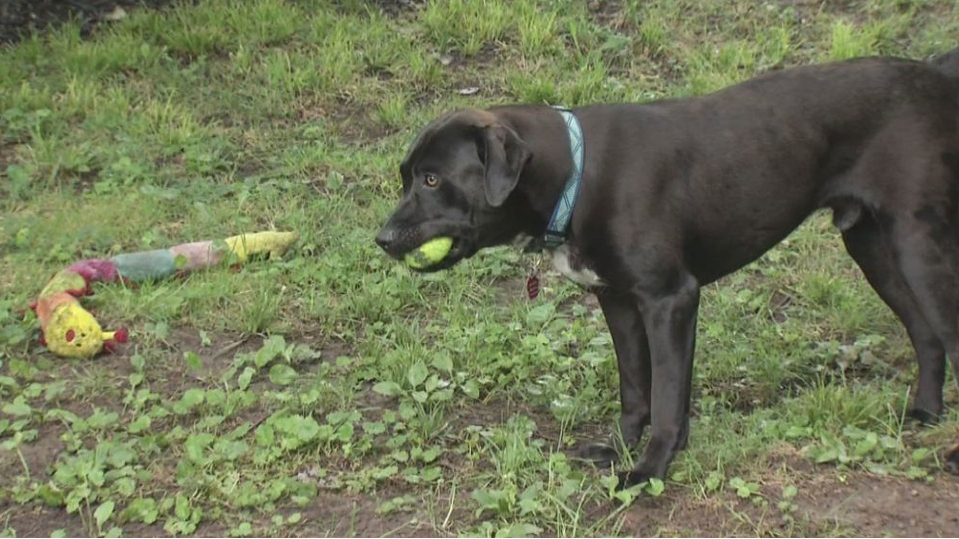 Shy, loving lab mix Max looking for forever family with another dog
