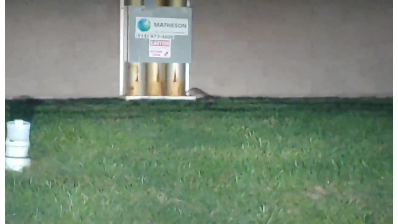Viral video shows rats dancing outside west side restaurant