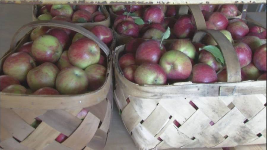 apples_1534812090339.jpg