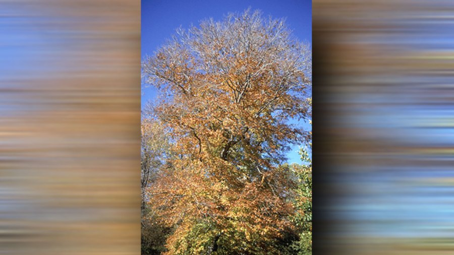 beech-tree_1535206543288.jpg