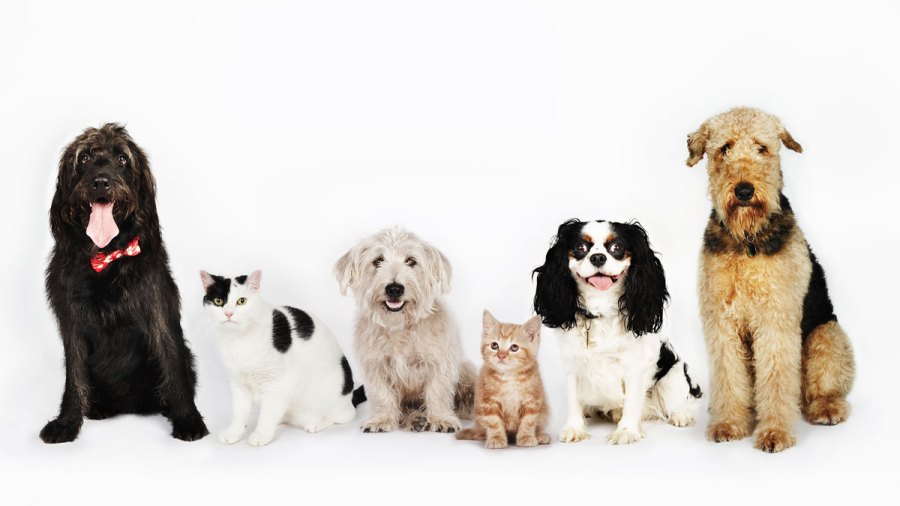 dogs-cats-GettyImages-107072782_20180608033024-159532