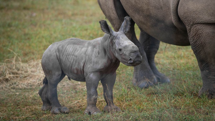 rhino_357124