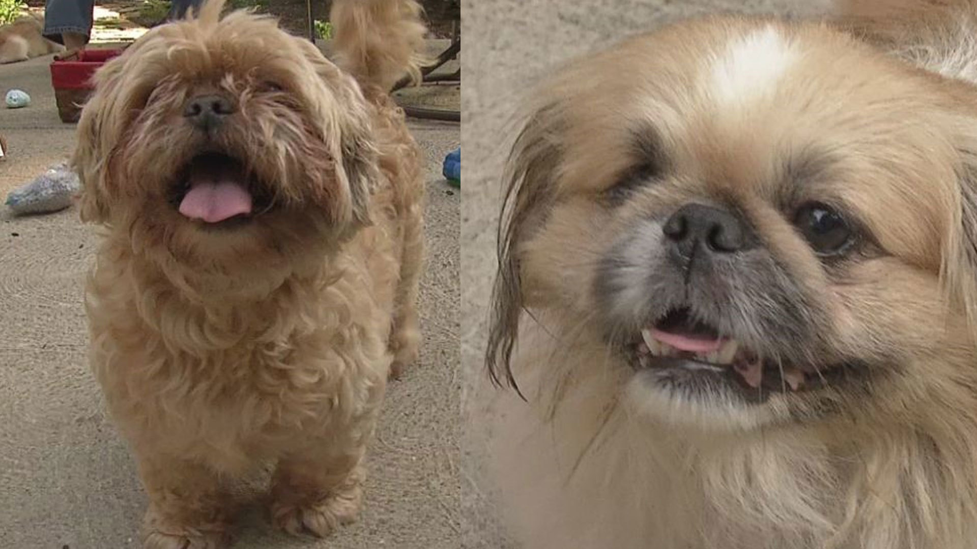 Max's Mission: Shih Tzu Rocky, 11, and Pekingese Devon, 8, ready for adoption