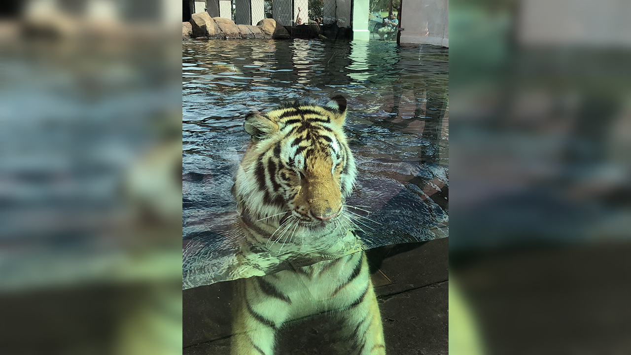 Petition with 35,000+ signatures calls for LSU to stop having live tiger mascot