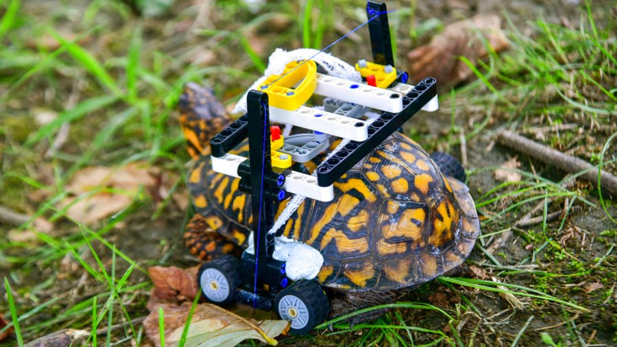 wheelchair-turtle_1538236321094.jpg