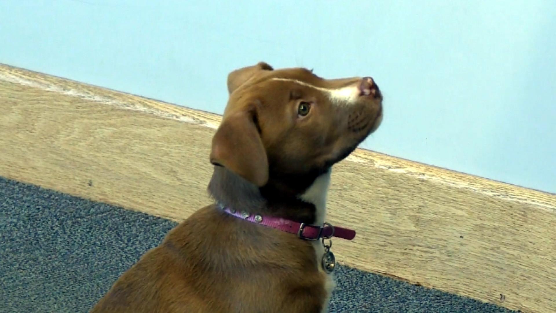 Pit bull puppy named honorary K-9 deputy