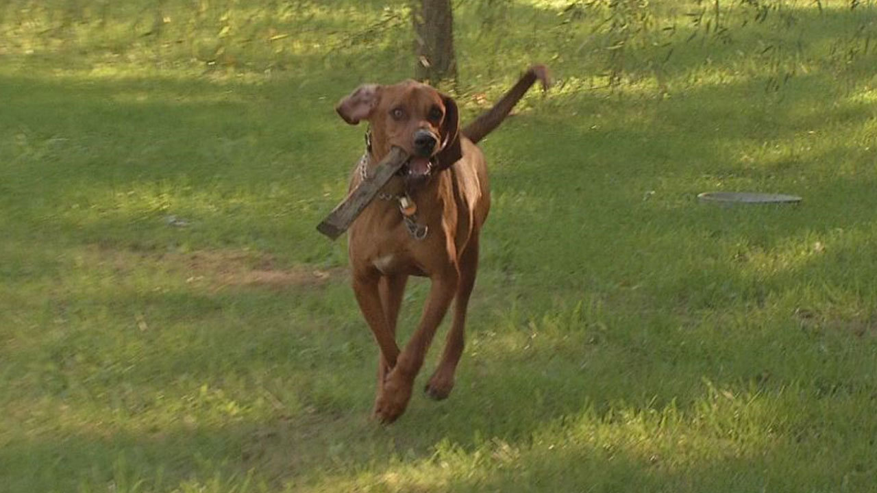 Veterinarian fined after castrating dog without owners' consent