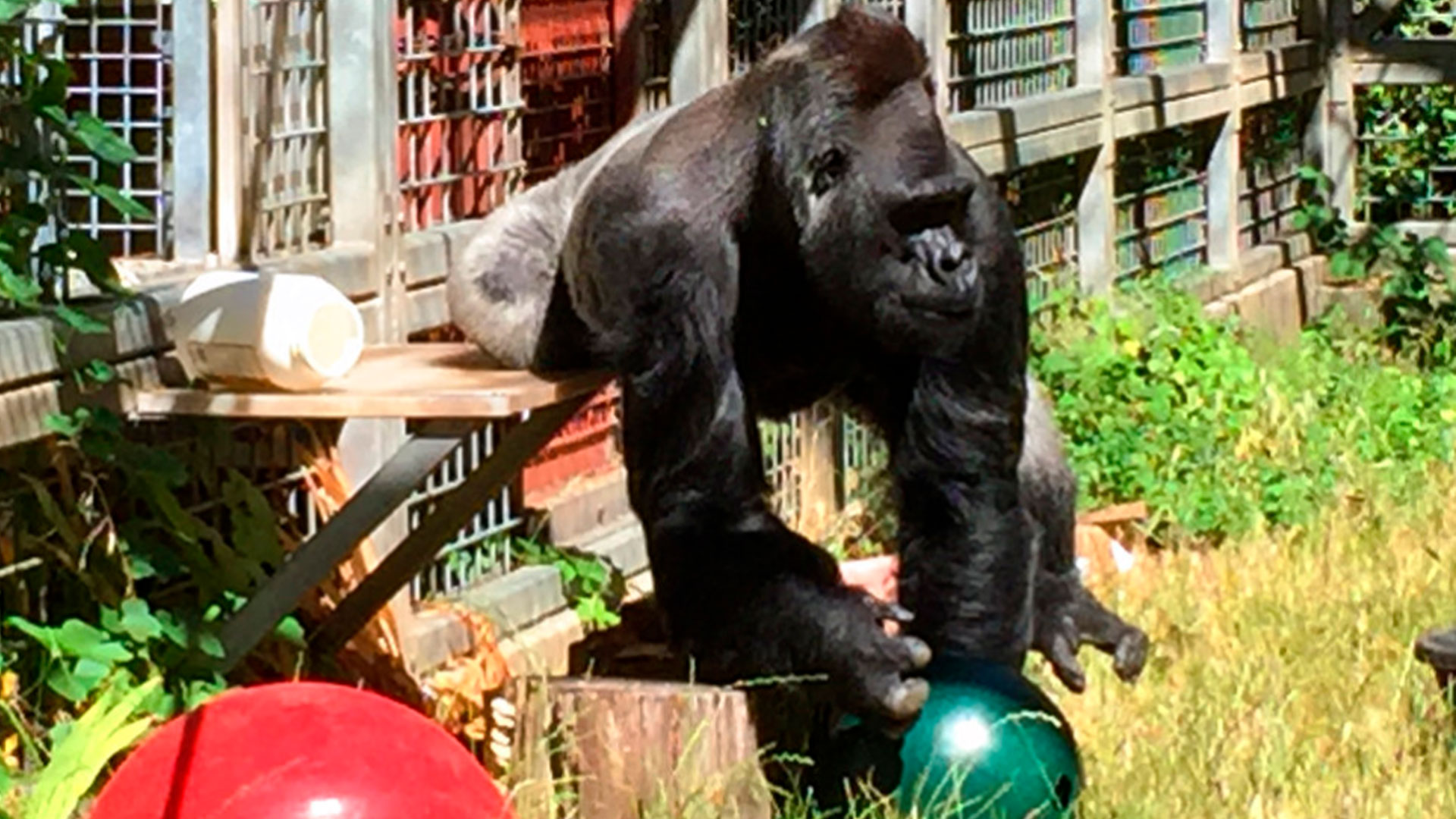 gorilla_1543891910989.jpg