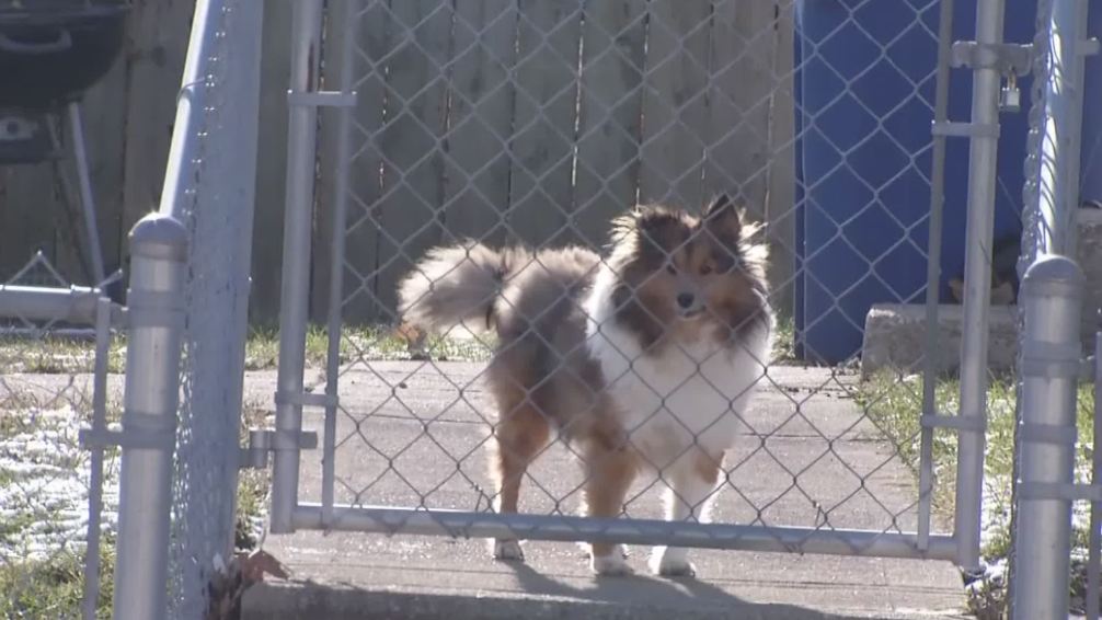 Protecting your pets in the extreme cold