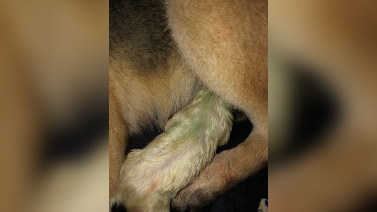 green puppy pic_1550007824453.jpg-846652698.jpg