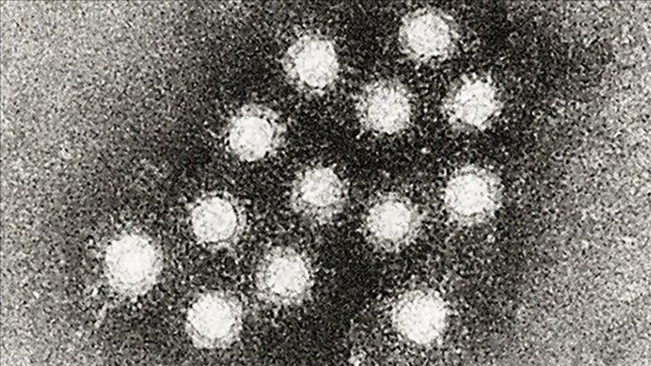 hepatitis a under microscope_1529704529576.png.jpg