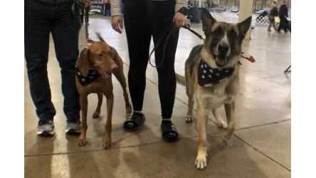 Columbus Pet Expo promotes "adoption first"
