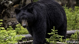 black bear_1559314437478.jpg.jpg