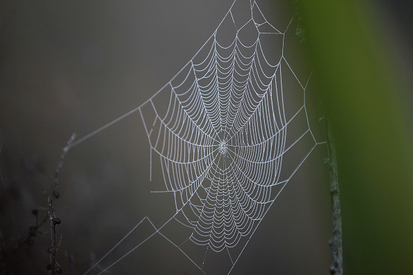 cobweb spider-846653543