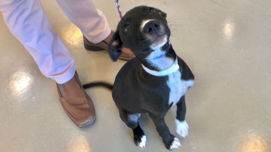 Clear the shelters
