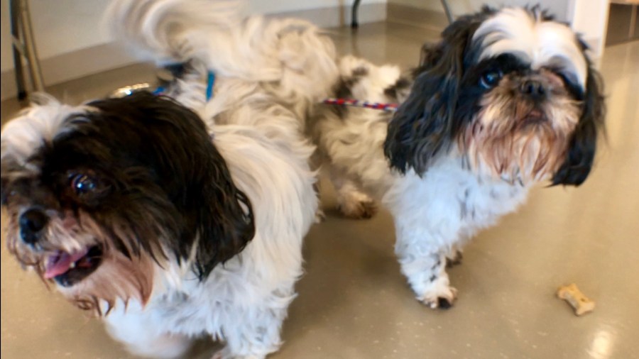 Clear the shelters