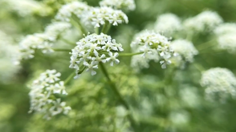 poison hemlock