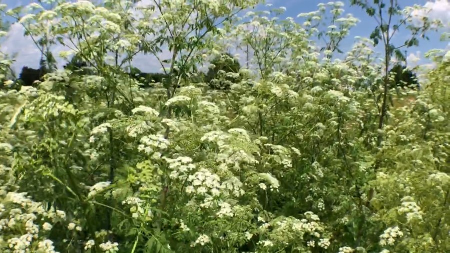 poison hemlock