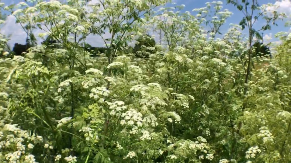 poison hemlock