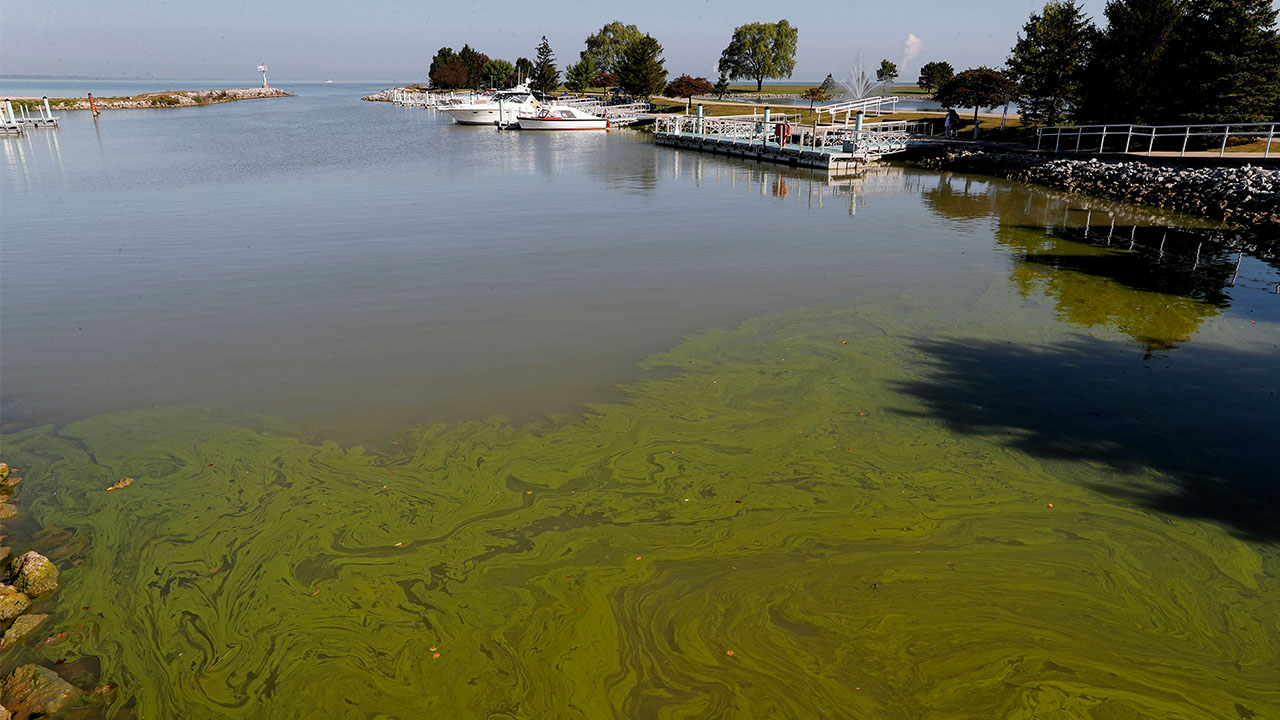 Lake Erie algae algal bloom 2017