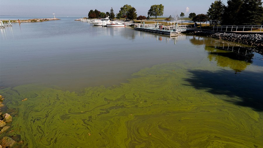 Lake Erie algae algal bloom 2017