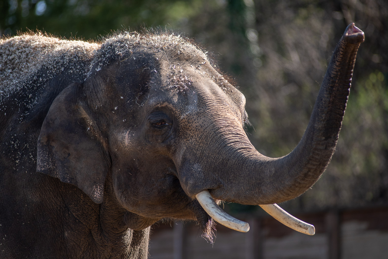 Asian Elephant (Beco)