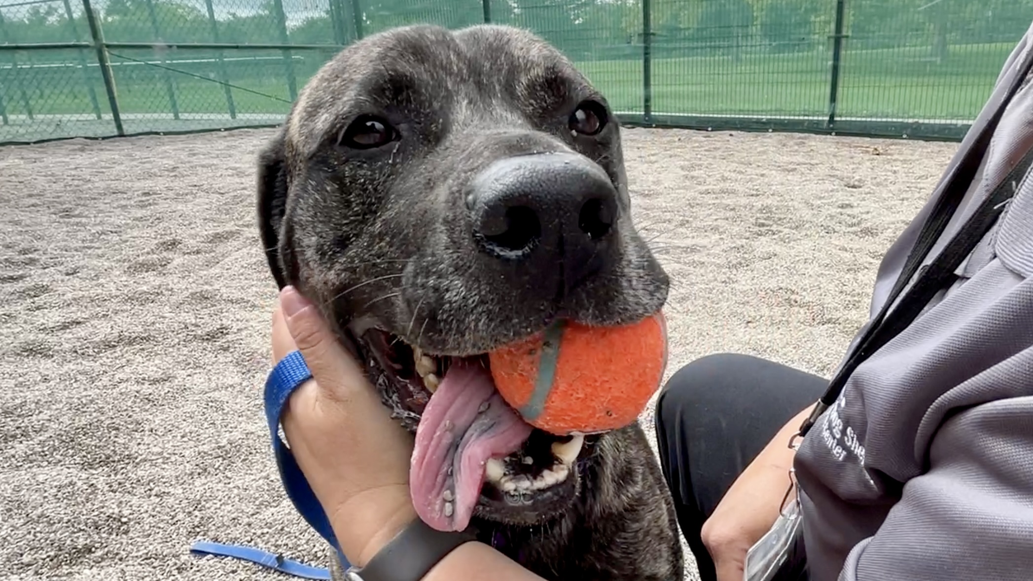 almond joy for adoption