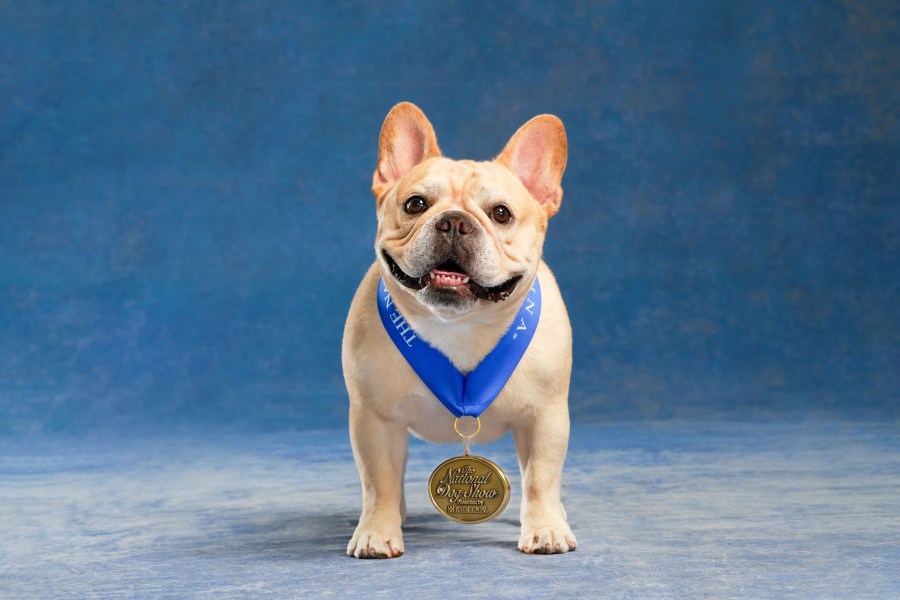 THE NATIONAL DOG SHOW PRESENTED BY PURINA -- Mini Gallery -- Pictured: 2022 National Dog Show Best In Show Winner, French Bulldog named "Winston" -- (Photo by: Virginia Sherwood/NBC)