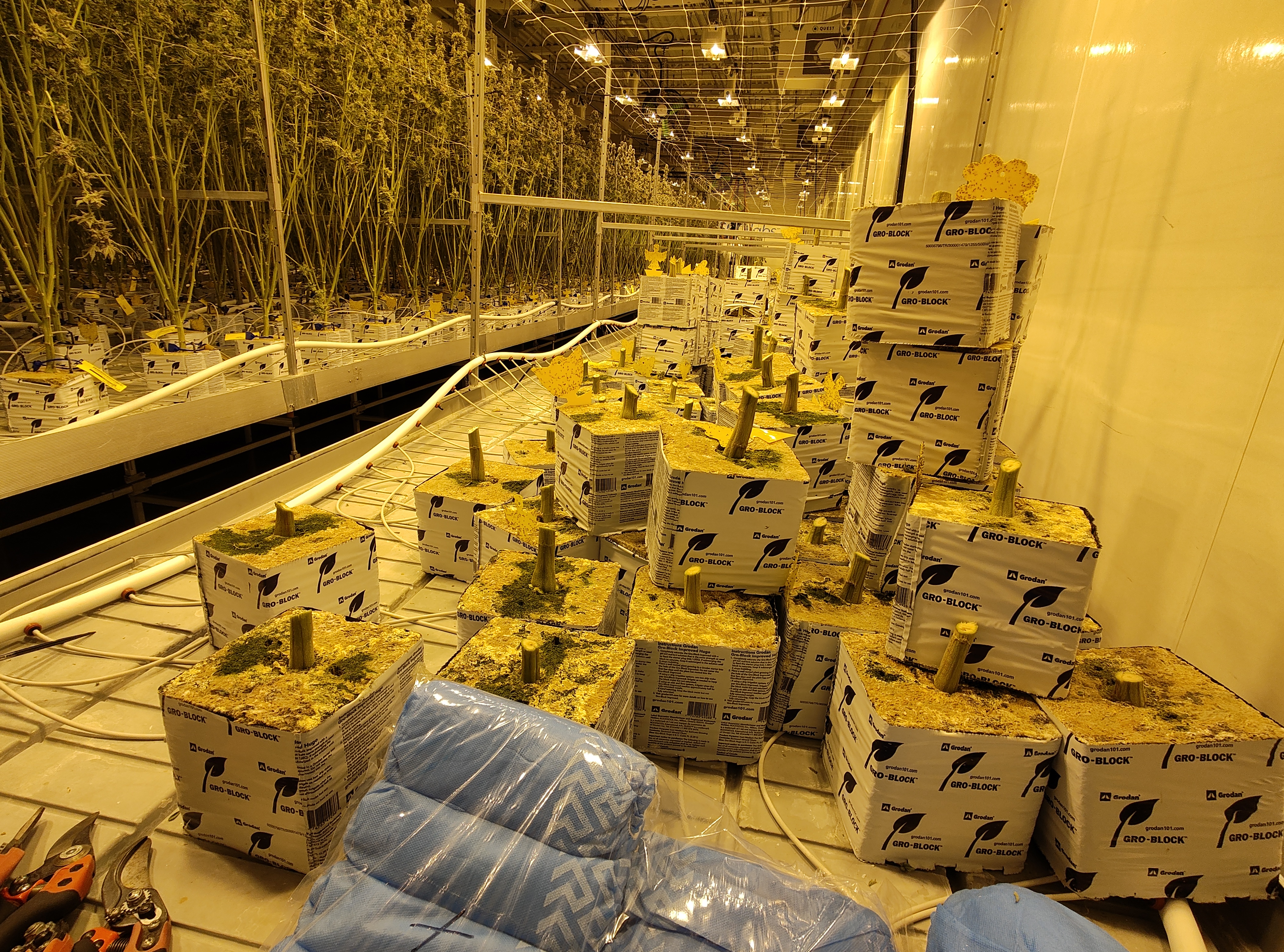 The stems of harvested marijuana plants. (NBC4 Photo/Mark Feuerborn)