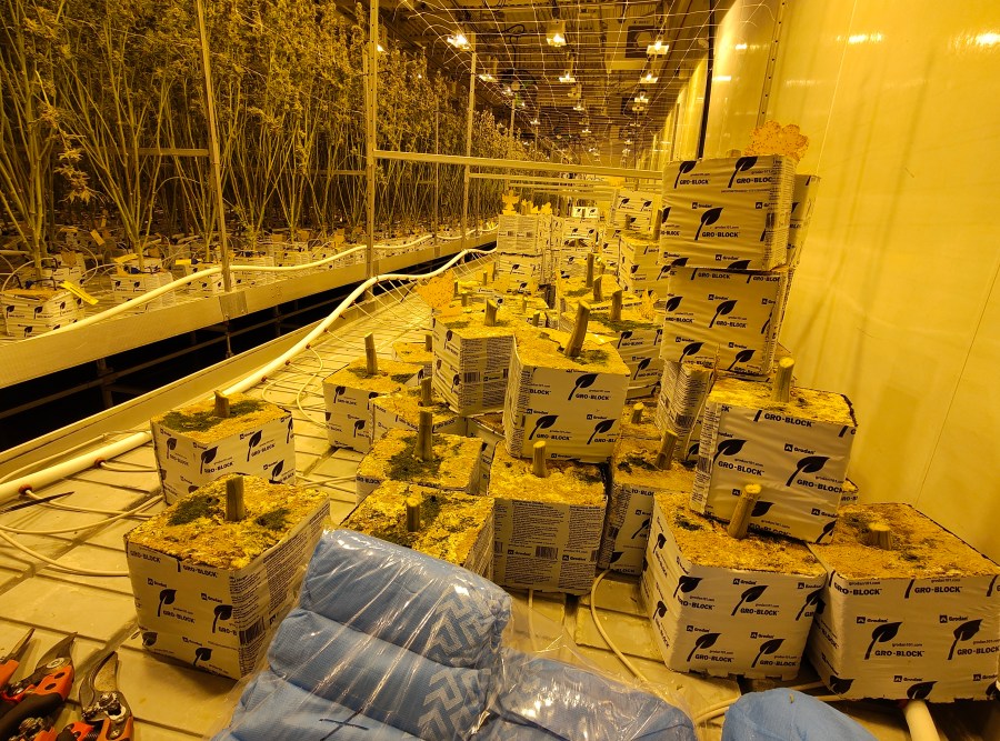 The stems of harvested marijuana plants. (NBC4 Photo/Mark Feuerborn)