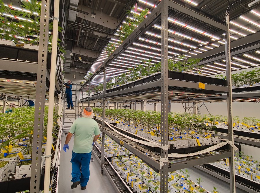 Marijuana seedlings in various stages of growth at Cresco Labs' Yellow Springs, Ohio facility. (NBC4 Photo/Mark Feuerborn)