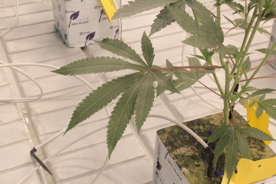 Cresco Labs' first planted crop of marijuana seedlings intended for recreational sales in Ohio. (NBC4 Photo/Mark Feuerborn)