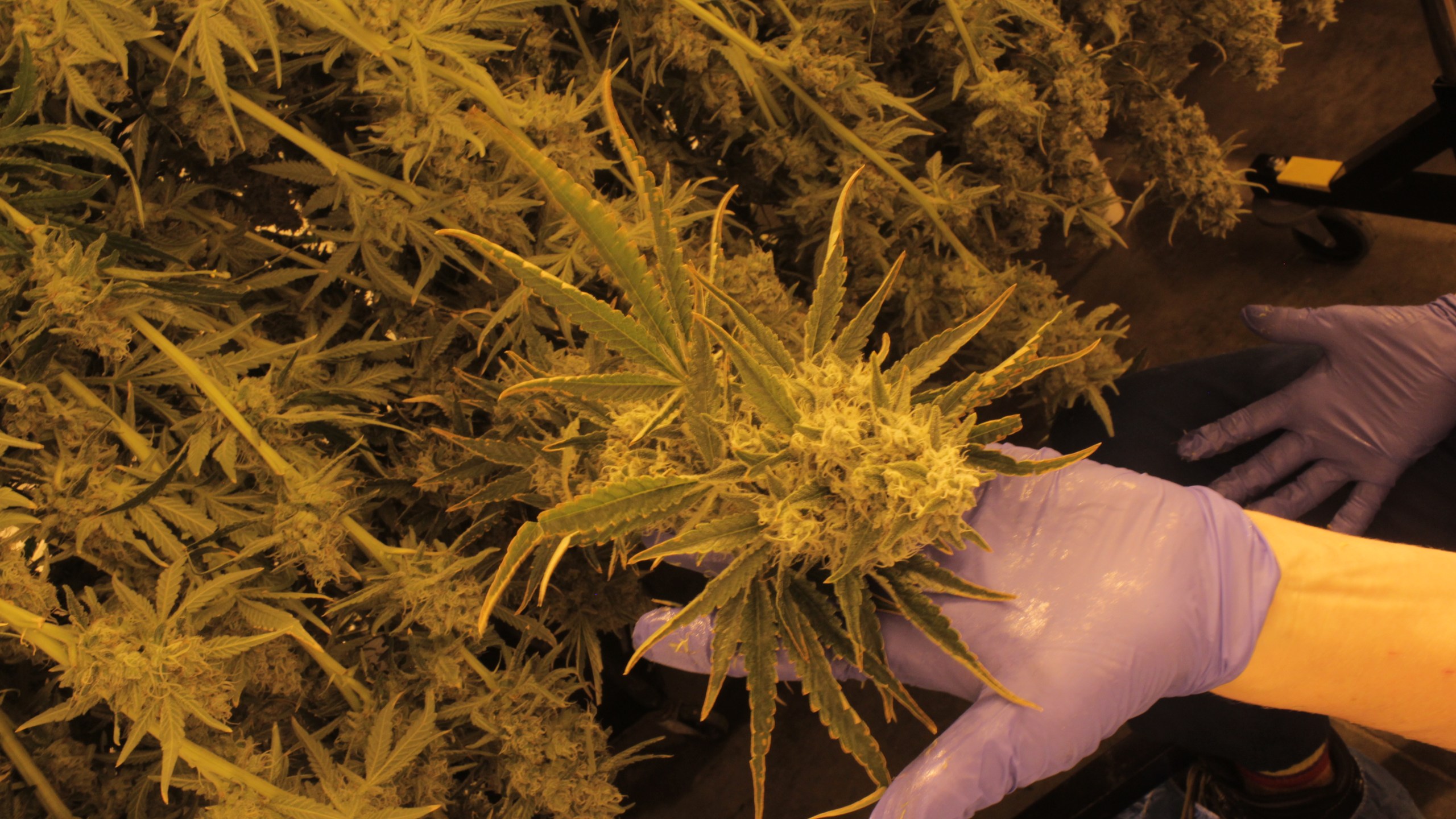 A Cresco Labs employee holds an adult marijuana plant May 15, 2024, at their Yellow Springs, Ohio facility. (NBC4 Photo/Mark Feuerborn)