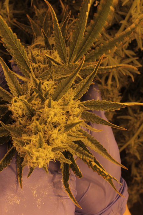 A Cresco Labs employee holds an adult marijuana plant May 15, 2024, at their Yellow Springs, Ohio facility. (NBC4 Photo/Mark Feuerborn)