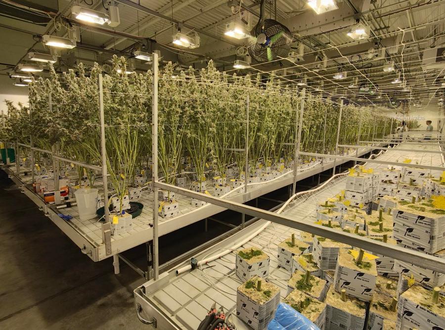 Adult marijuana plants at Cresco Labs' Yellow Springs facility. (NBC4 Photo/Mark Feuerborn)
