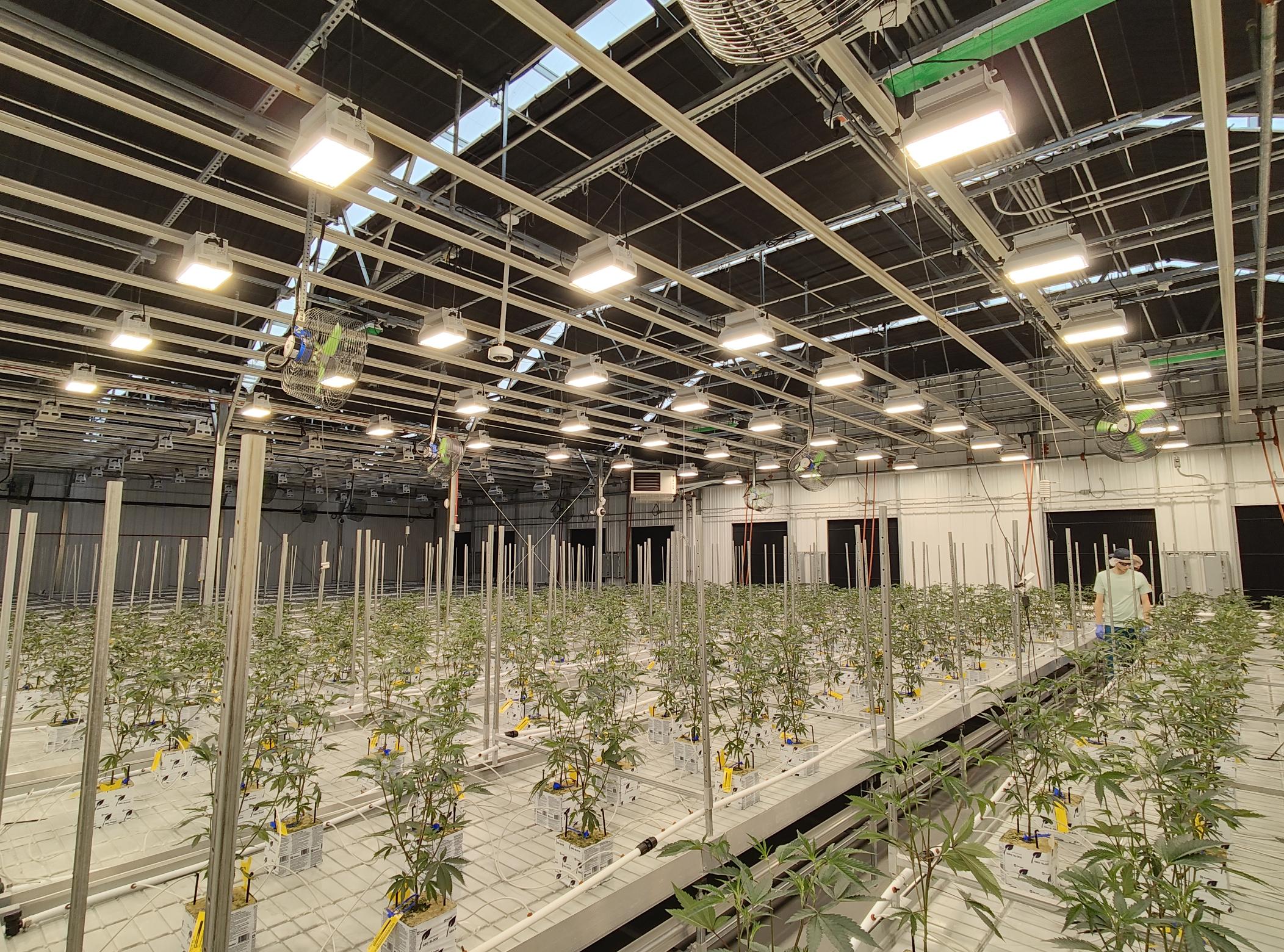 Cresco Labs' first planted crop of marijuana seedlings intended for recreational sales in Ohio. (NBC4 Photo/Mark Feuerborn)