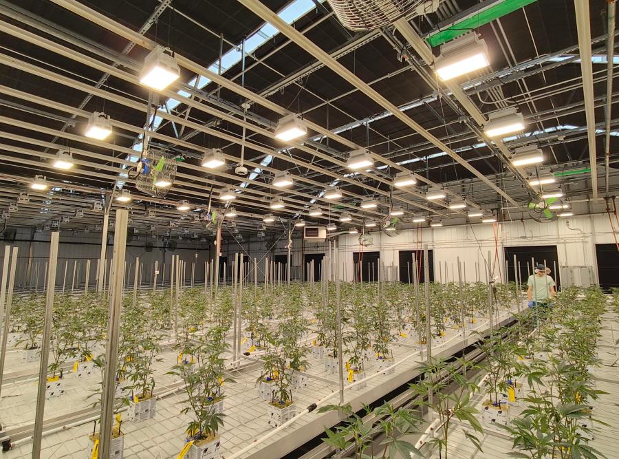 Cresco Labs' first planted crop of marijuana seedlings intended for recreational sales in Ohio. (NBC4 Photo/Mark Feuerborn)
