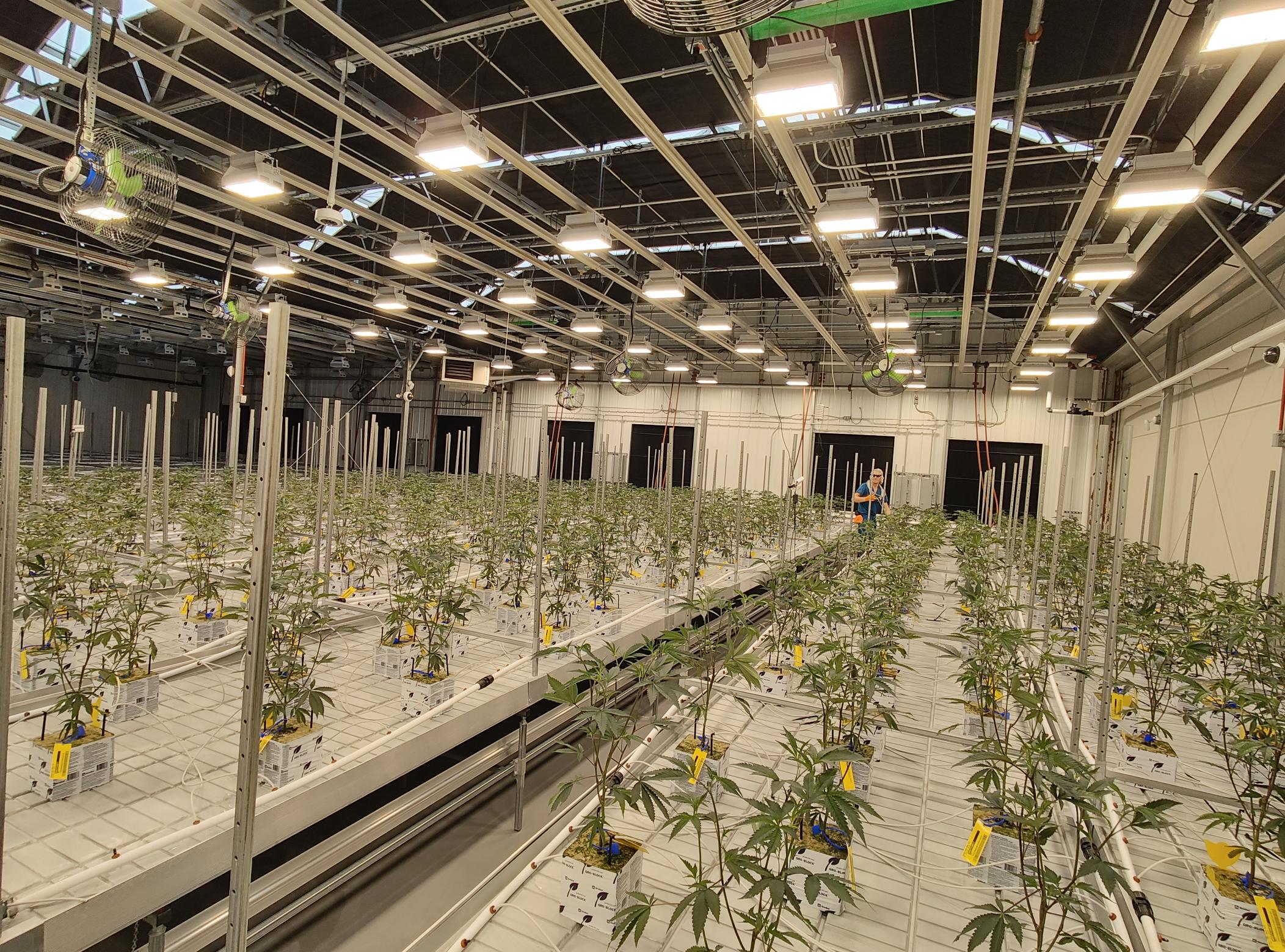 Cresco Labs' first planted crop of marijuana seedlings intended for recreational sales in Ohio. (NBC4 Photo/Mark Feuerborn)