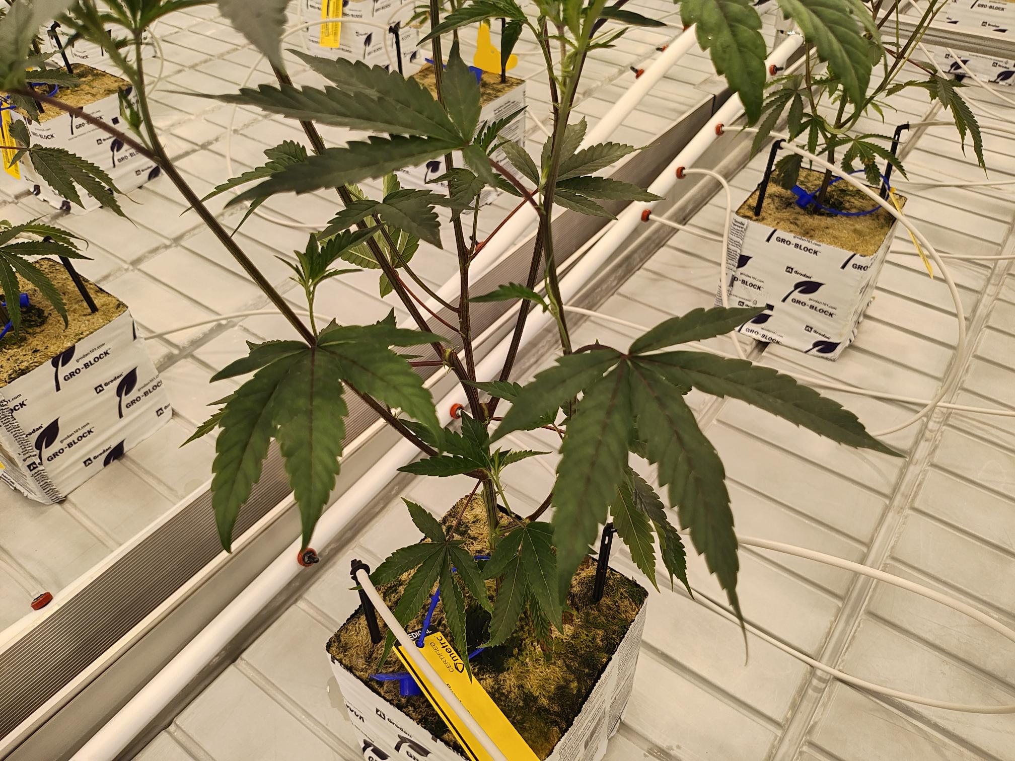 Cresco Labs' first planted crop of marijuana seedlings intended for recreational sales in Ohio. (NBC4 Photo/Mark Feuerborn)