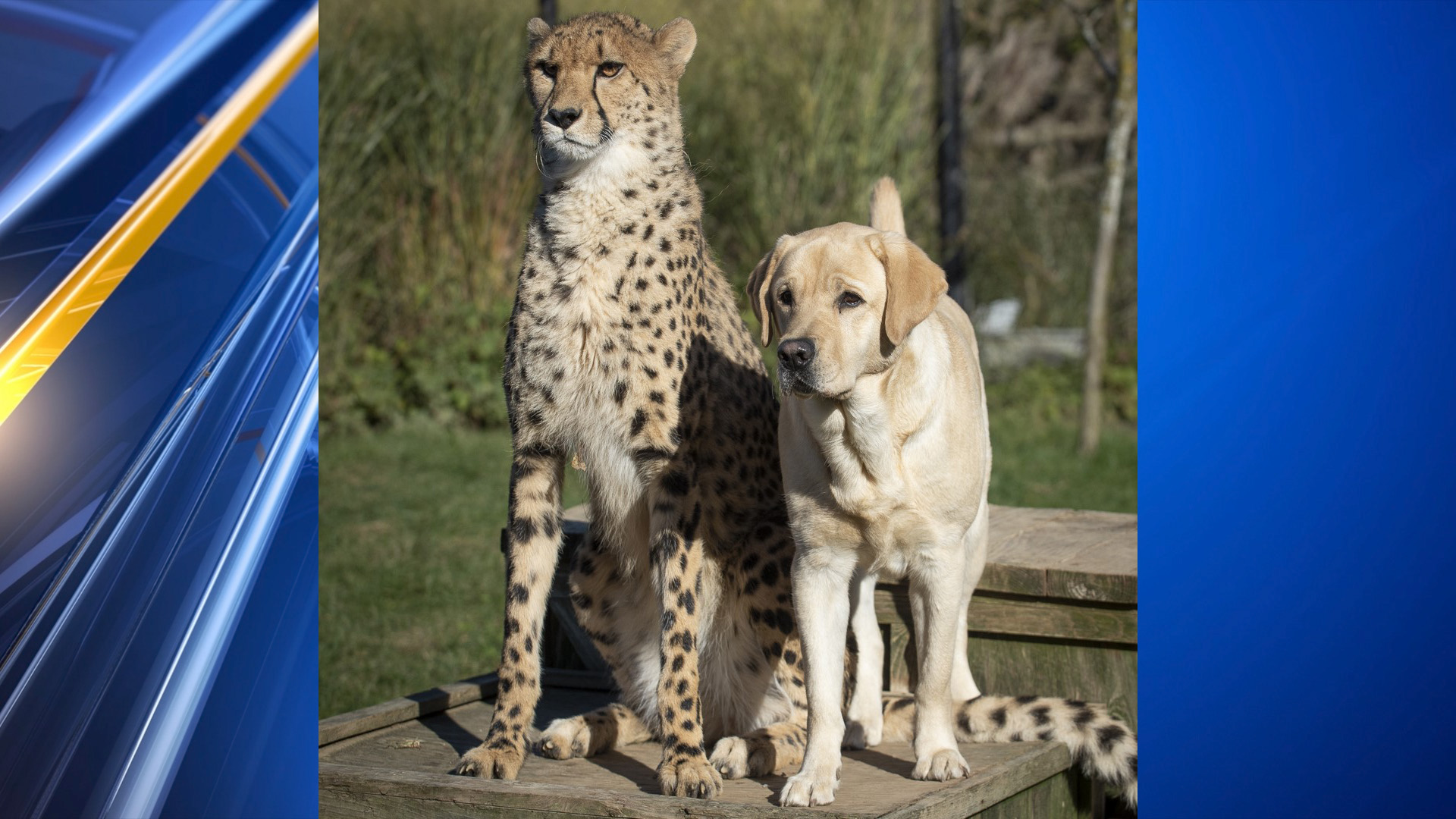 Emmett the Cheetah and Cullen the yellow Labrador. (PHOTO COURTESY COLUMBUS ZOO AND AQUARIUM)