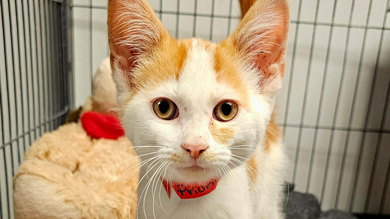 Special Delivery, a kitten rescued from inside a mailbox