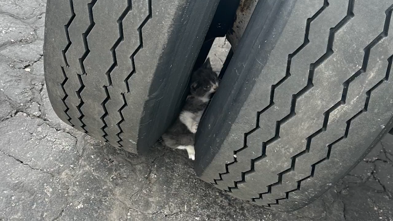 Kitten trapped in truck wheel well rescued minutes before driver hit the road