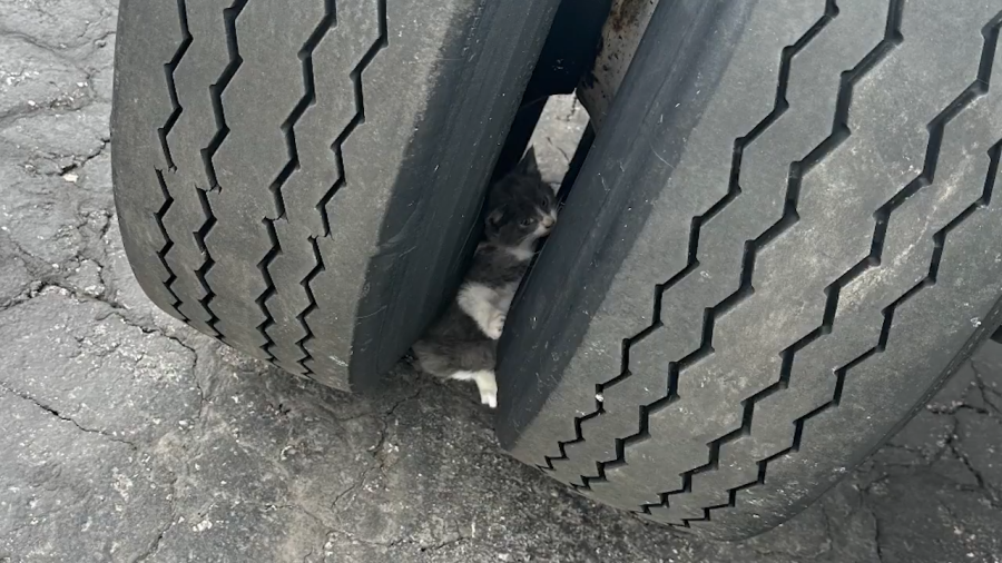 Kitten trapped in truck wheel well rescued minutes before driver hit the road