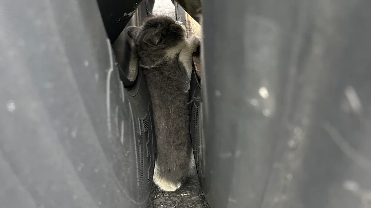 Kitten trapped in truck wheel well rescued minutes before driver took off